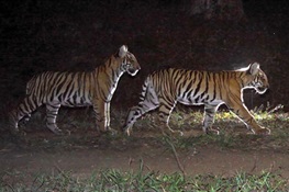 New Book Focuses on Importance on Indian Forests for Wildlife